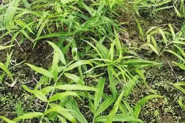 图片[3]-黄精种植方法介绍(黄精生长期间要及时除草)？-会东网