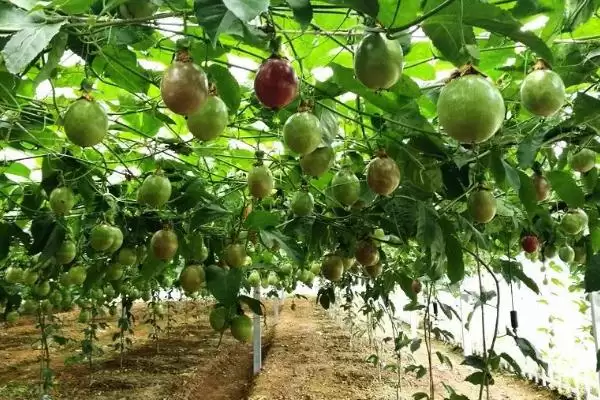图片[4]-百香果种植管理萌芽前剪除枯病枝要点(百香果种植管理萌芽前剪枝要点)？-会东网