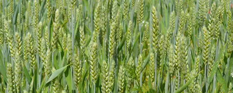 郑麦023小麦种子特征特性与适宜播期(郑麦023小麦种子特征及适宜播期)?-会东网