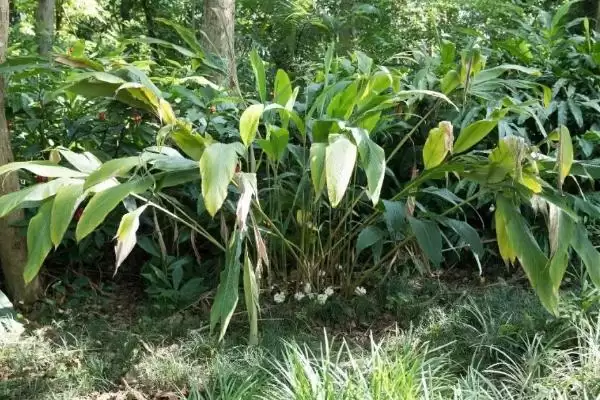 图片[5]-豆蔻的种植方法相关要点(豆蔻的种植方法，可播种育苗也可分株育苗)？-会东网