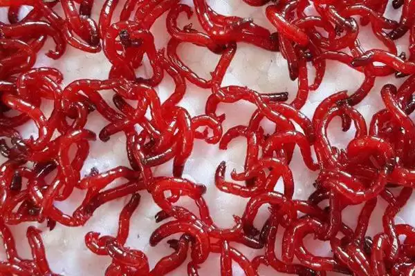 图片[3]-手竿钓白条鱼饵料选择(手竿钓白条鱼可选自然和商品饵料)？-会东网