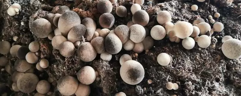 草菇野生和人工栽培价格不同(草菇价格受栽培方式影响有何情况)?-会东网