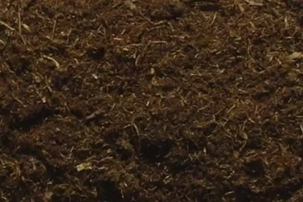 图片[3]-麦秆菊能否送人介绍(麦秆菊观赏价值高可赠送)？-会东网