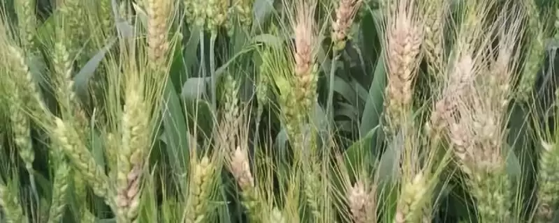 衡136小麦品种特性、播种量(衡136小麦品种的特性，播种量为9～10公斤／亩)？-会东网