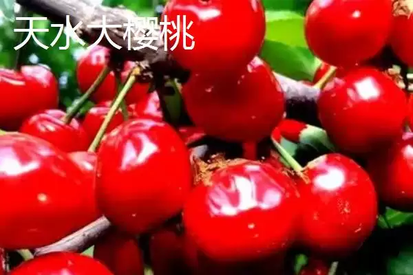 图片[5]-甘肃省天水市的特产水果种类(甘肃省天水市有哪些特产水果，包括秦安蜜桃、秦安苹果、麦积核桃等种类)？-会东网
