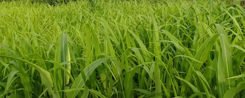 广8优粤禾丝苗水稻种子4月底至5月中旬播种(广8优粤禾丝苗水稻种子4月底至5月中旬播种有何规律)？-会东网