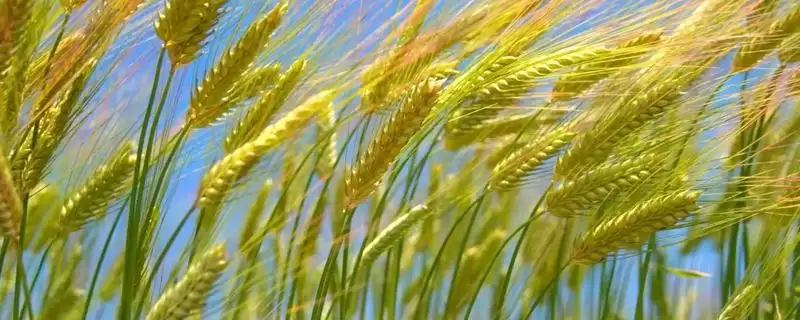 宁麦18小麦种子品种属性(宁麦18春性品种)?-会东网