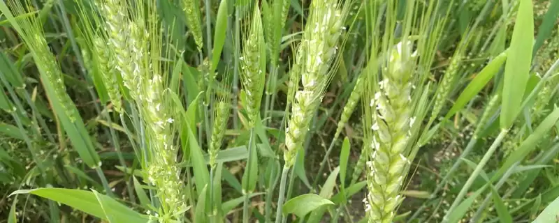 川麦618小麦种子特性、抗病能力(川麦618小麦种子特征特性,高抗条锈病)?-会东网