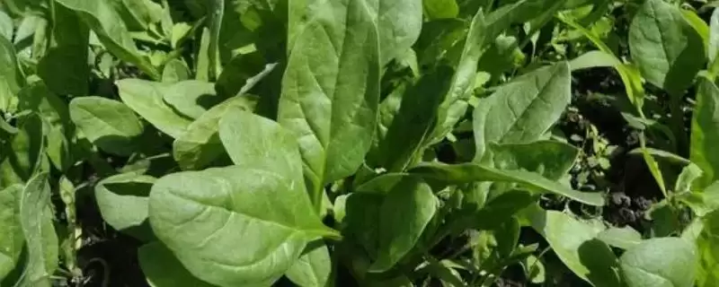 菠菜春菠菜在3月播种(菠菜春菠菜播种时间有何规律)？-会东网