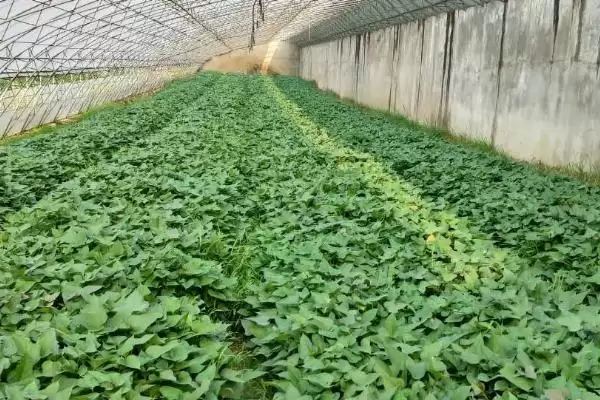 图片[2]-甘薯冷床育苗技术相关要点(甘薯冷床育苗技术简介，需调好温、浇好水、炼好苗等)？-会东网