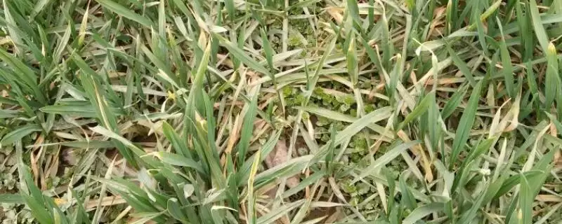 小麦冻害分级标准及一至四级具体情况(小麦冻害咋分级及各级情况)？-会东网