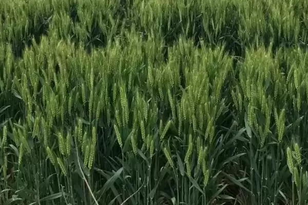 图片[3]-临远8号小麦种子情况及防虫要点(临远8号需防蚜虫)？-会东网
