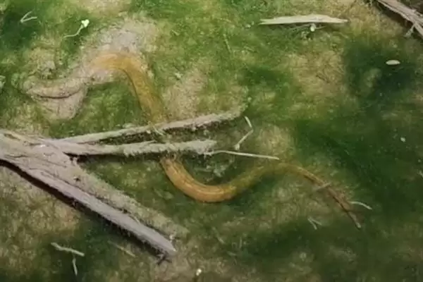 图片[3]-黄鳝在民间传说中有灵性的说法(黄鳝在民间传说中有灵性的说法)？-会东网