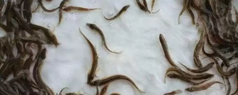 大鳞副泥鳅苗价格会受到地区的影响(大鳞副泥鳅苗价格受地区影响有何情况)?-会东网
