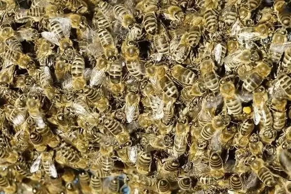 图片[3]-蜜蜂巢虫防治方法介绍(蜜蜂巢虫防治需及时更换新脾)？-会东网