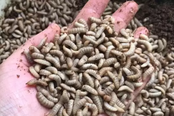 图片[4]-黑水虻的养殖技术相关要点(黑水虻的养殖技术，选在有大量禽畜粪便和生活垃圾的地方建立养殖场)？-会东网