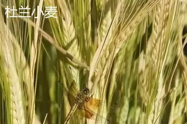 图片[8]-普通小麦比重介绍(一级小麦容重在790g／L以上)？-会东网