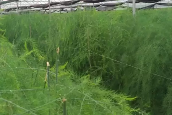图片[8]-芦笋苗期管理要点(芦笋苗期定植后补苗、中耕除草等)？-会东网