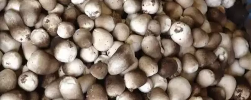 草菇和香菇科属、外观、生长环境均不同(草菇和香菇区别有何体现)？-会东网