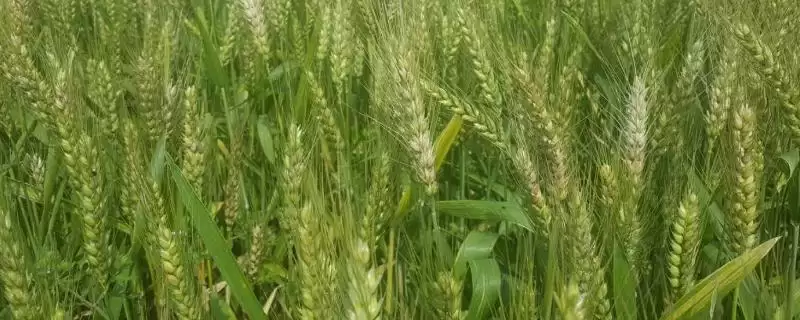 宛麦18小麦种子播量介绍(宛麦18高肥力地块亩播量6-8kg)？-会东网