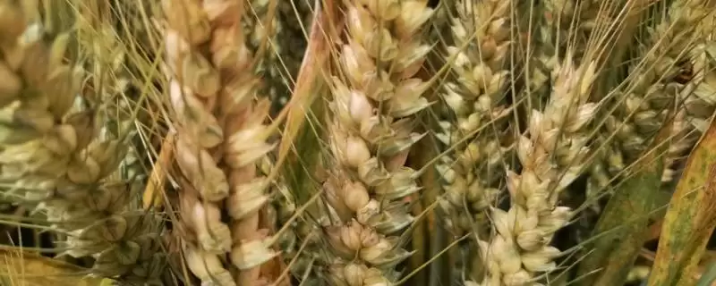 楚麦十号小麦品种特性与生育期(楚麦十号小麦品种特性及生育期)？-会东网