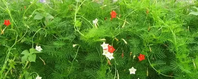 茑萝花语介绍(茑萝寓意相互帮助、忙忙碌碌等)?-会东网