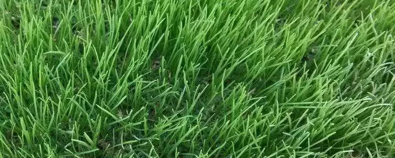 黑麦草的特点相关情况介绍(黑麦草的特点，生长快而且耐牧)？-会东网