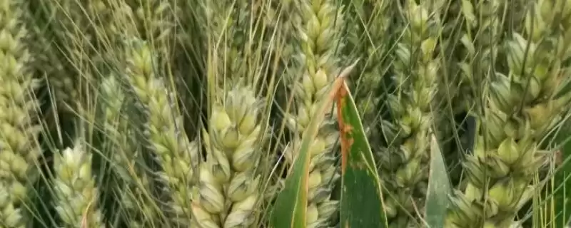 中麦121小麦品种简介与浇水次数(中麦121小麦品种简介及浇水次数)?-会东网