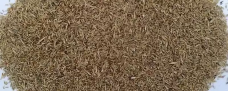 牧草种子接种方法介绍(牧草种子常用干瘤法等接种方法)?-会东网