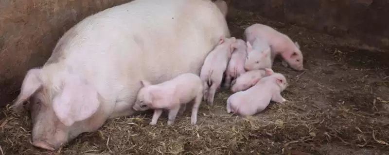 母猪催奶方法介绍(母猪可用黄瓜、韭菜等食物催奶)？-会东网