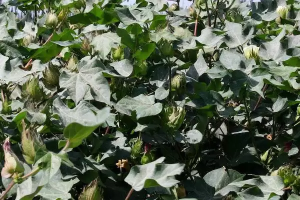 图片[5]-棉花药害补救方法介绍(棉花药害可喷清水稀释农药补救)？-会东网