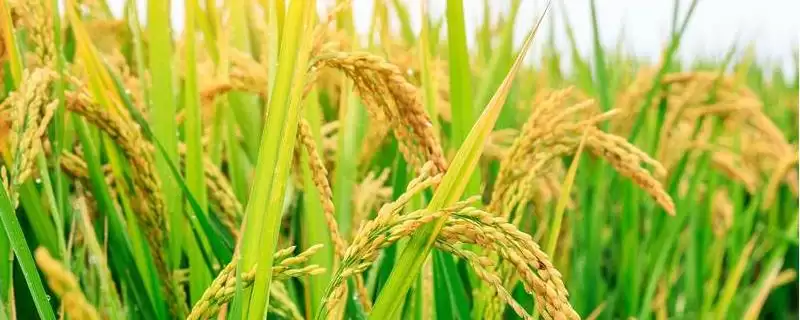 楚粳48号需及时防治病虫草害(楚粳48号防治病虫草害有何重要性)?-会东网