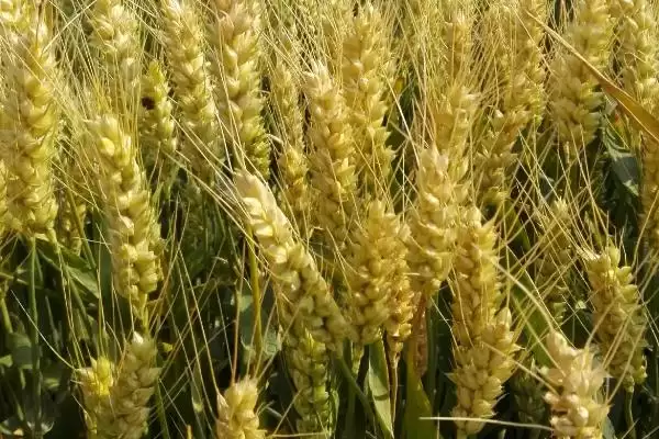 图片[4]-新冬49号小麦种子特点与优质弱筋品质(新冬49号小麦种子特点及品质)？-会东网