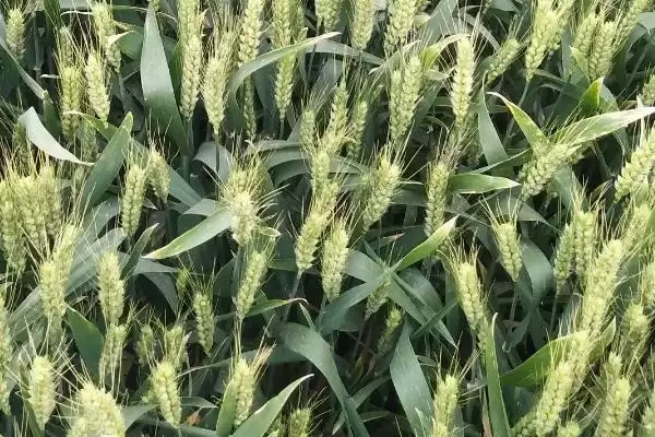 图片[4]-冈麦1701小麦种子特点、小穗着生密度(冈麦1701小麦种子特点，小穗着生密度中等)？-会东网