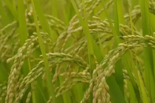 图片[4]-广两优939水稻品种5月15日左右播种要点(广两优939水稻品种5月15日左右播种要点)？-会东网