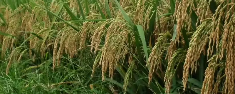 赣优735水稻种子该品种穗型较大(赣优735水稻种子穗型较大有何优势)?-会东网