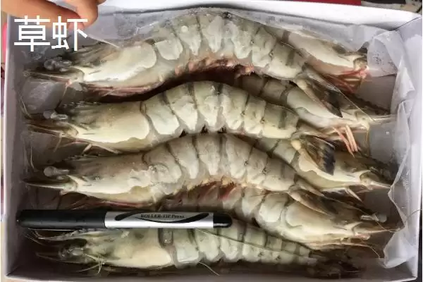 图片[3]-草虾产地及在我国分布广泛情况(草虾的产地在哪及在我国分布情况)？-会东网
