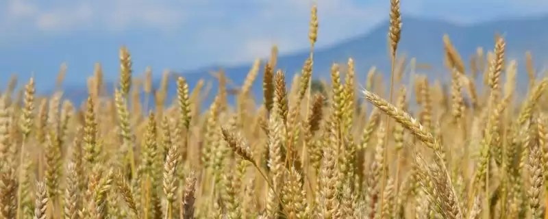 龙科1109小麦品种防纹枯病要点(龙科1109返青防纹枯病)？-会东网