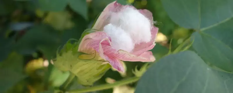百棉17号棉花品种特性与夏棉品种(百棉17号棉花品种特性及夏棉品种)？-会东网