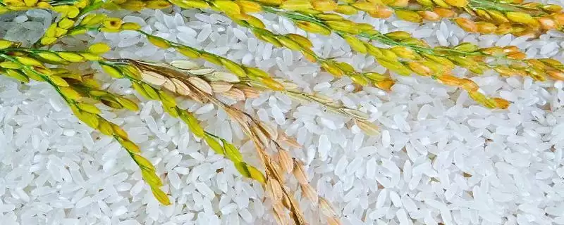 稻花香各地价格浮动不大(稻花香价格浮动不大背后有何市场因素)？-会东网
