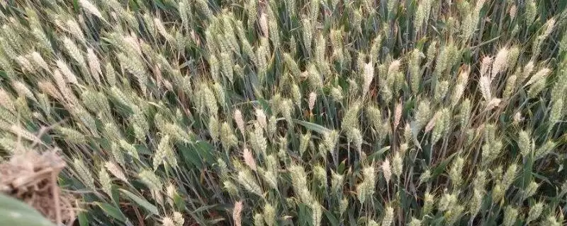 小麦病虫害种类及不同症状详细介绍(小麦病虫害有哪些及症状)？-会东网