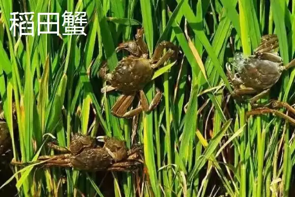 图片[2]-稻田蟹是在稻田中养成的大闸蟹(稻田蟹与大闸蟹关系有何特点)？-会东网