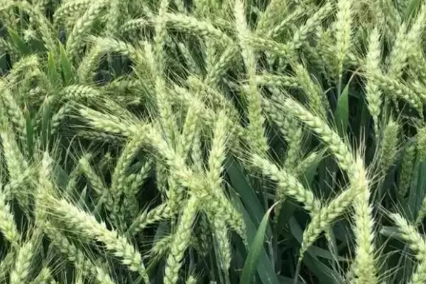 图片[2]-成麦791小麦品种特性与全生育期(成麦791小麦品种特性及全生育期)？-会东网