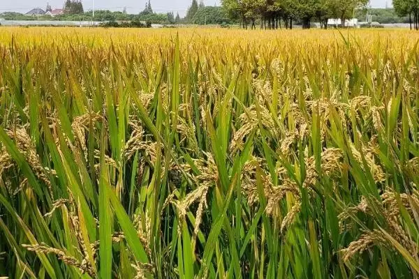 图片[4]-吉粳325水稻种子生育期间防稻瘟病要点(吉粳325水稻种子生育期防稻瘟病要点)？-会东网