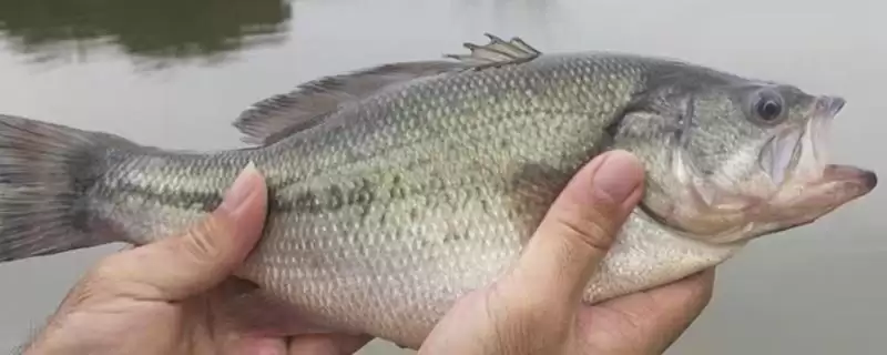 淡水鲈鱼与海鲈鱼的区别(淡水鲈鱼与海鲈鱼的区别,种类、外观和分布地区均不同)?-会东网