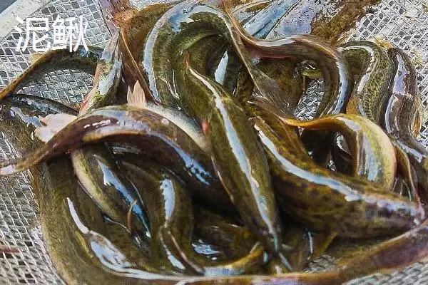 图片[6]-黄鳝和泥鳅科属形态不同的区别(黄鳝和泥鳅科属形态不同的区别)？-会东网