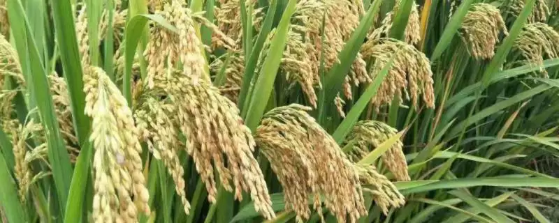 吉两优1号水稻种子秧田亩播种量10千克要点(吉两优1号水稻种子秧田播种量要点)？-会东网