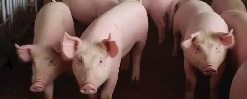 养猪喂食促进生长方法及饲料搭配(养猪喂什么食长得快及饲料搭配)?-会东网