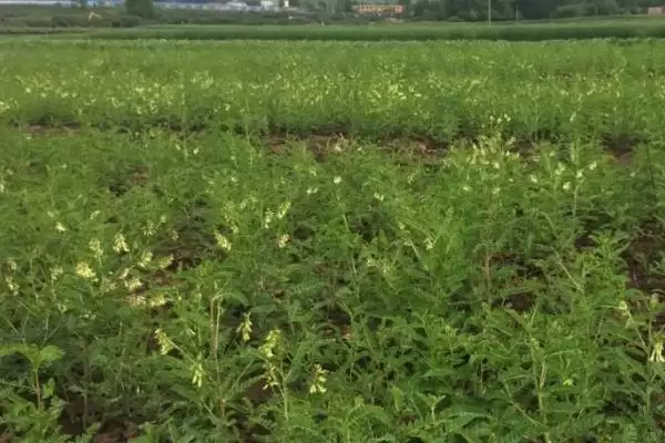 图片[3]-黄芪种植中常见问题相关情况(黄芪种植中常见的问题，注意避免以下四点)？-会东网
