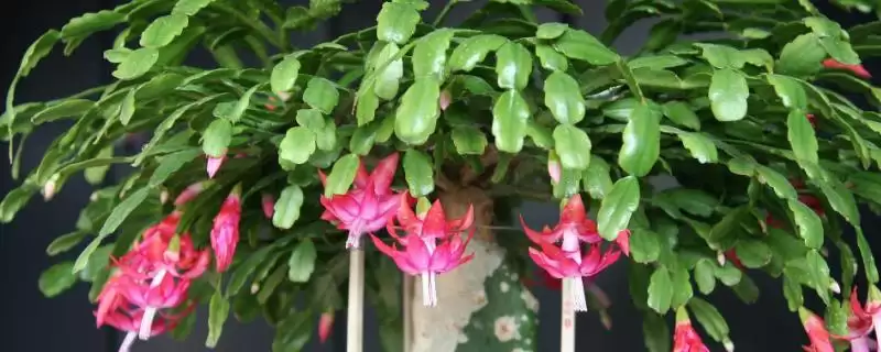 蟹爪兰介绍及仙人掌科肉质植物特性(蟹爪兰啥情况及仙人掌科特性)?-会东网